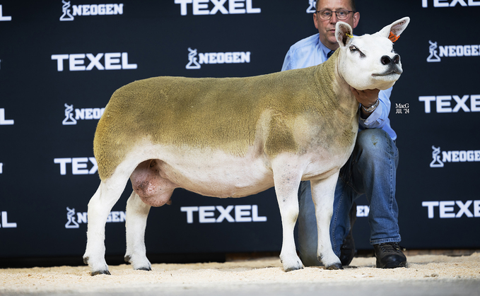 Supreme champion an aged ewe from Cowal flock