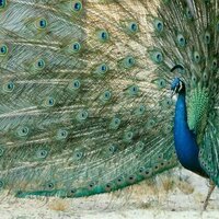 Size matters, but so does beauty and vigour - at least when it comes to peacocks
