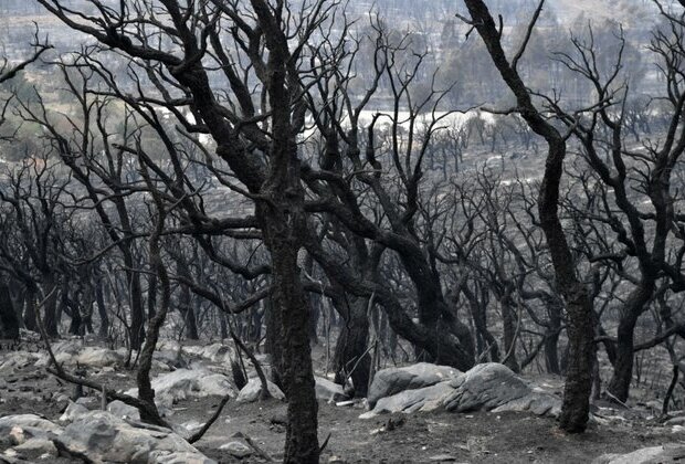 Algeria Forest Fires Kill at Least 37