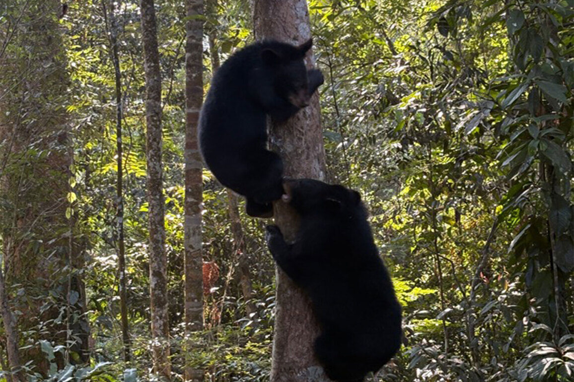 First in Assam: Orphaned Asiatic black bears released in Dehing Patkai after months of care in CWRC, Kaziranga