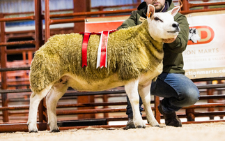  Sales round up: In-lamb females to 5,000gns at Ballymena and Longtown, store cattle averages up at Kirkby Stephen and calves in demand at Skipton
