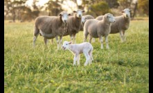  Dr Helen Newton Turner was a dedicated researcher of sheep genetics.