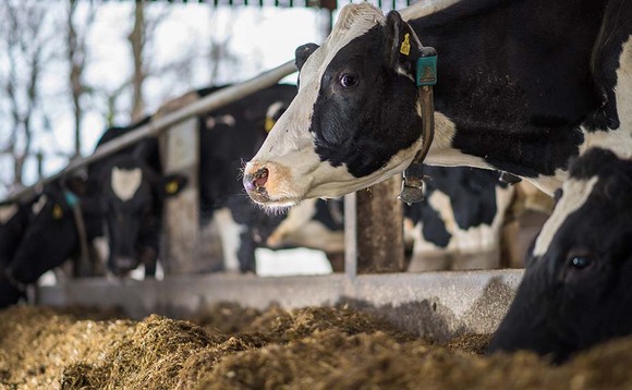 Dairy farmers face financial strain over rising input costs