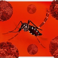 WHO raises alarm over fast-spreading chikungunya virus