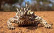 A local Thorny Devil spotted by Western Areas in the Mt Gibb and Hatters Hill surveys in Western Australia