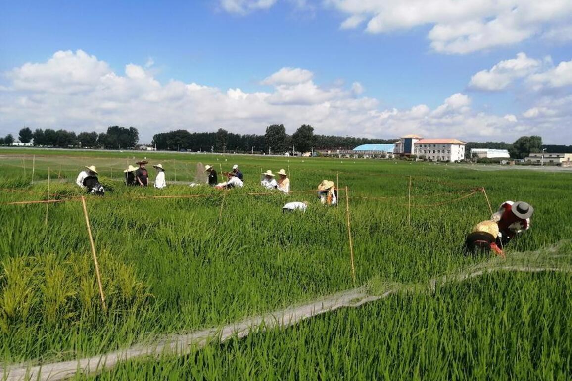 China's ambitious crop-decoding initiative enters field phase, powering smart breeding