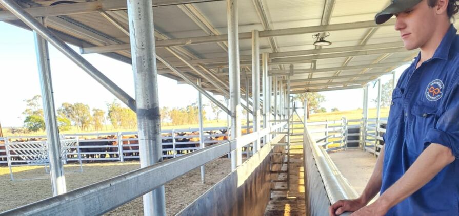 Lawson Gulliver's cattle race with full-length catwalk.