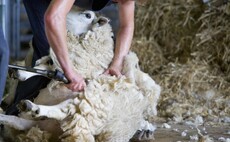 Traceability and sustainability in focus for British Wool