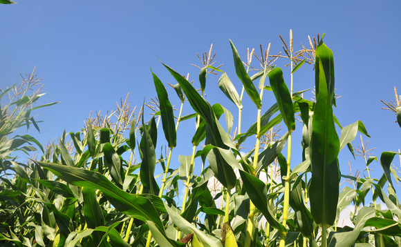 Navigating the maize maze