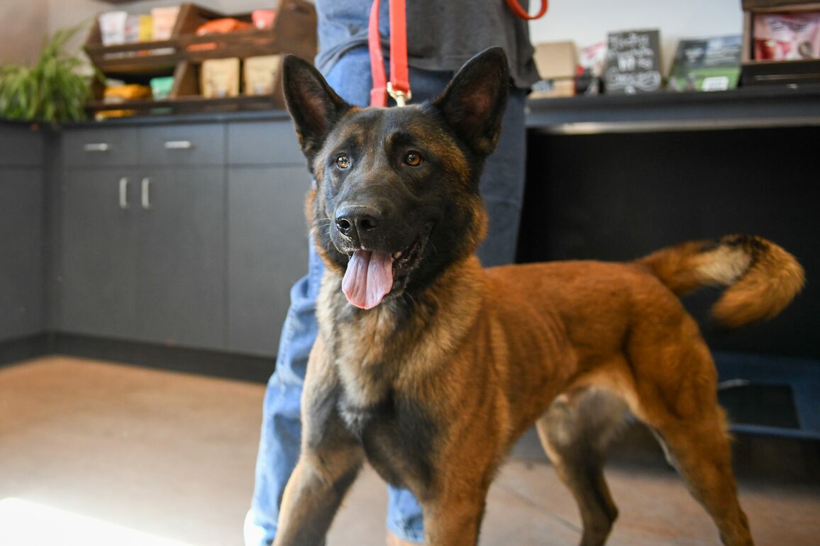 Park City considers police dog - Park Record