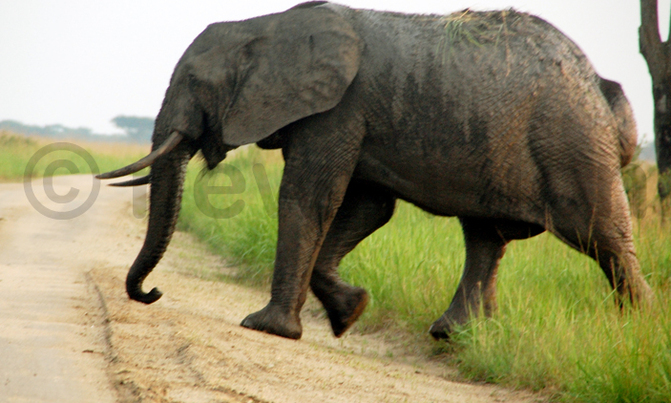 Elephant electrocuted in Queen Elizabeth National Park Elephant electrocuted in Queen Elizabeth National Park