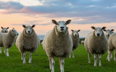 British lamb's grass-fed image will appeal to US consumers