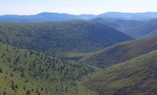 Birch in Yukon, Canada