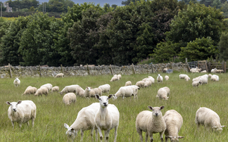 Sheep Special:  urged to plan ahead to vaccinate against abortion
