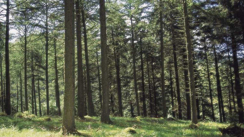 Carbon neutral versus carbon negative - what is the difference? 