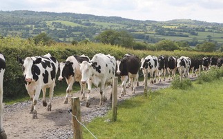 UK Dairy Day: Breeding for healthier feet