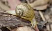 Safeguard headers by being on snail lookout
