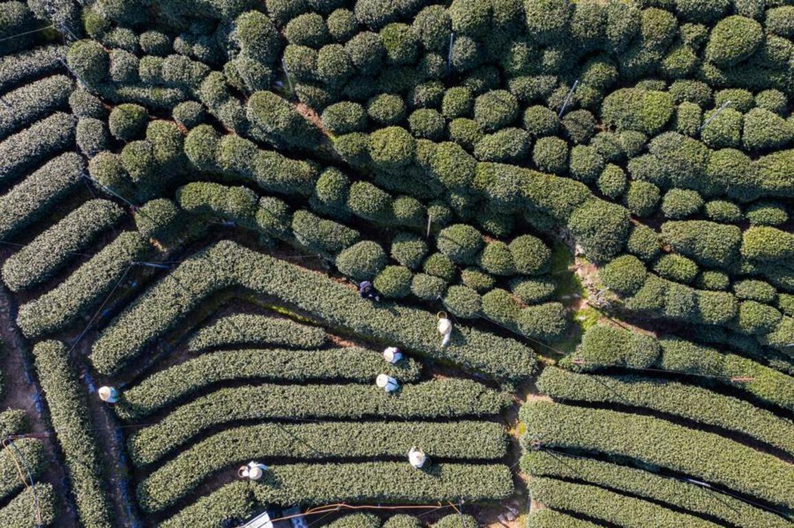Robots revolutionize spring tea harvest in east China