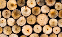 Stricter laws on supply of legal woods to UK market backed by three-quarters of consumers in WWF survey
