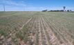 Low barley seeding rates best on heavy soil