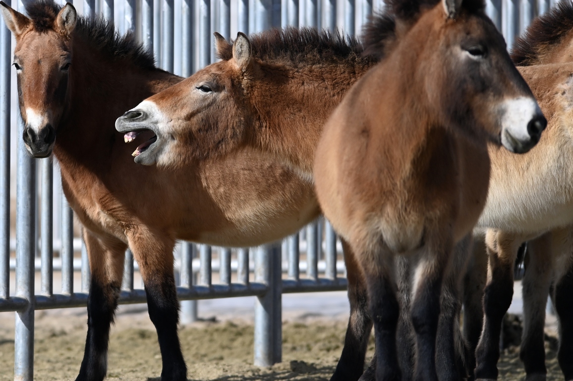 (EcoChina) CHINA-GANSU-PRZEWALSKI'S HORSES-PROTECTION (CN)