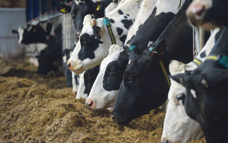 UK Dairy Day: Advice for feeding first and second cut silages after a challenging season