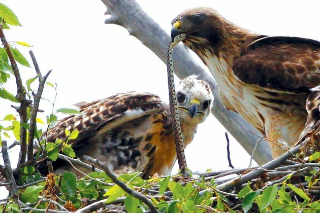 Trump Administration Moves Ahead on Removing Bird Protections