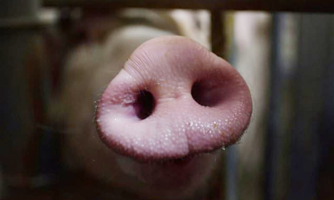 China's swine fever outbreak to spread in Asia: FAO China's swine fever outbreak to spread in Asia: FAO