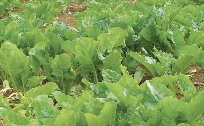 Beet cyst nematode, leaf miners, tortoise beetles and black bean aphids are among a mix of pests being found in sugar beet