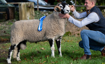 Swaledale rams top at £34,000