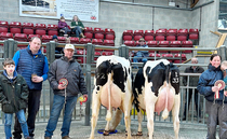 Auction mart sales round up: Record dairy average at Skipton and show potential cattle to £6,000 at Middleton