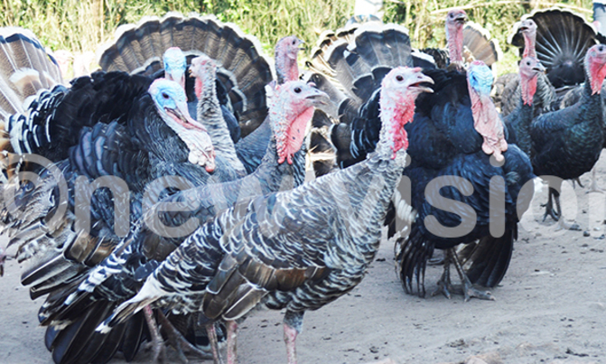 Turkeys are a good choice of income Turkeys are a good choice of income