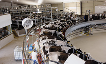 World dairying: 12,000-cow dairy farm in Mexico grapples with challenge of cheap food imports