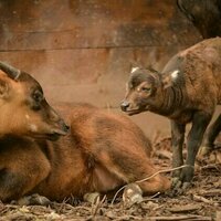 Riset: Populasi hewan langka anoa dan babirusa di pulau kecil lebih tangguh, meski jumlahnya sedikit