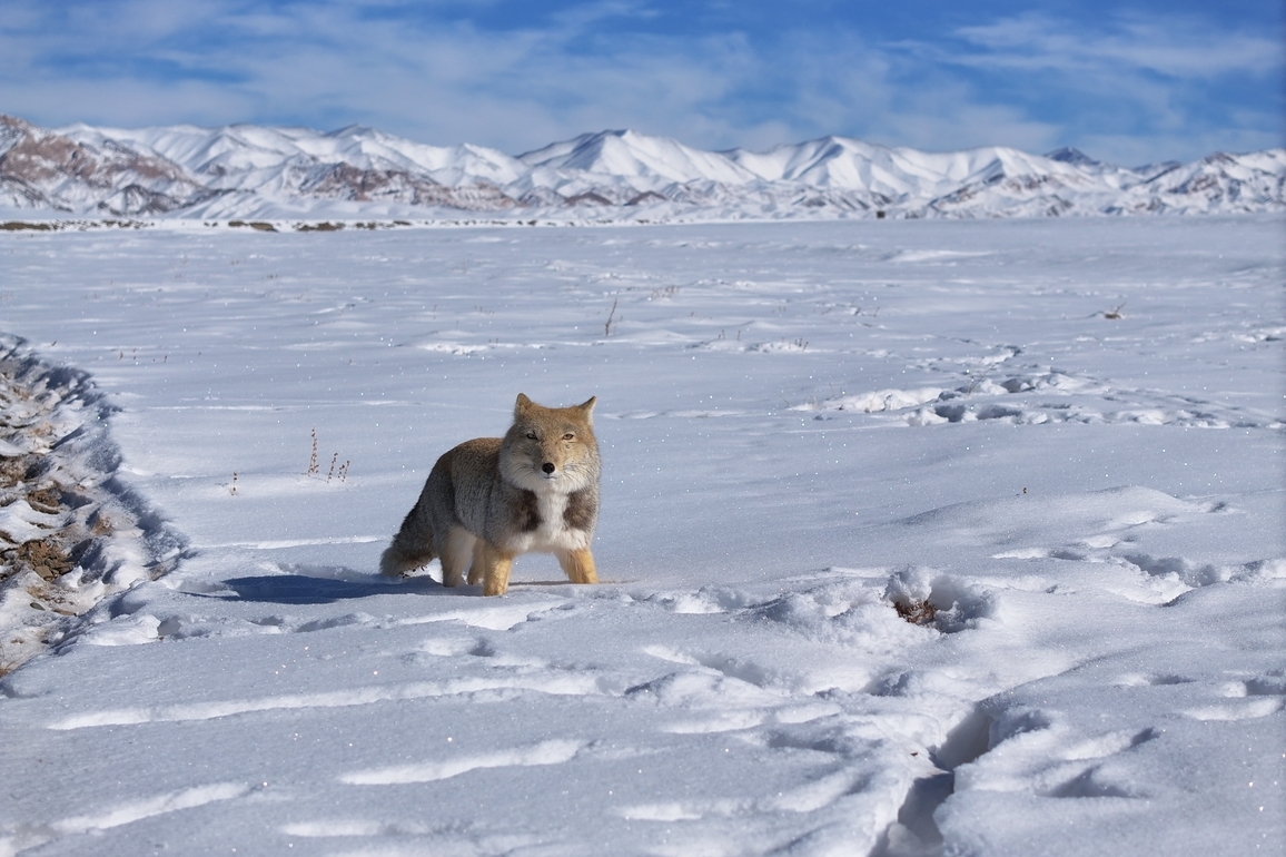 Chinese scientists inject AI power to advance understanding on snow cover