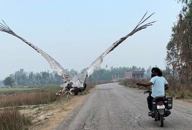 Calls Grow Louder to Reunite Sarus Crane With Man Who Rescued It