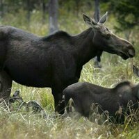 Parasitic worms bury themselves in the brains of moose and elk - a new test can help diagnose these animals to prevent disease spread