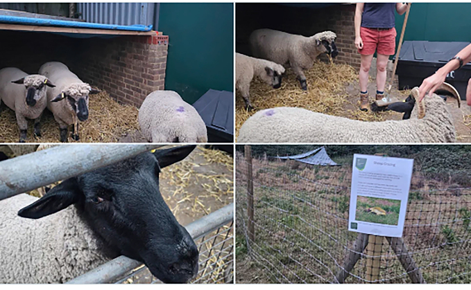 Sheep grazing trial returns to London