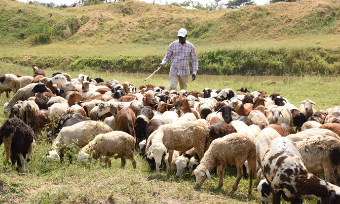 Pastor Kayanja spreads gospel of farming Pastor Kayanja spreads gospel of farming