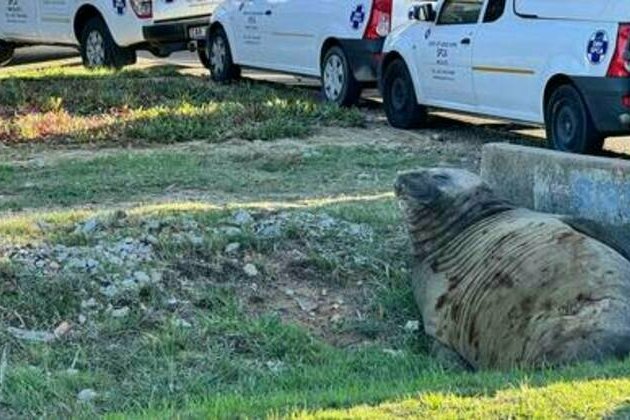 Elephant seal returns to sea after unexpected appearance in town (VIDEOS, PHOTO)