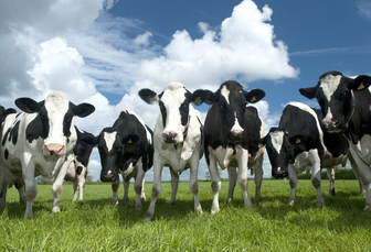 Outlook far from straightforward for dairy farmers, warns NFUS milk committee chair 