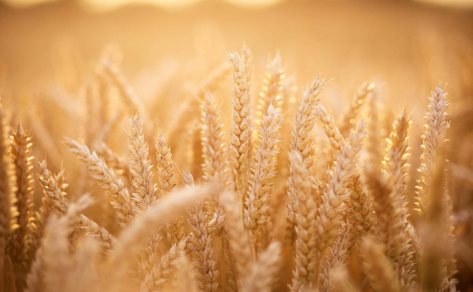 Concerns have been raised on US wheat after a dry season