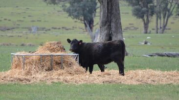 Australian beef exports remain high, but what's on the horizon?