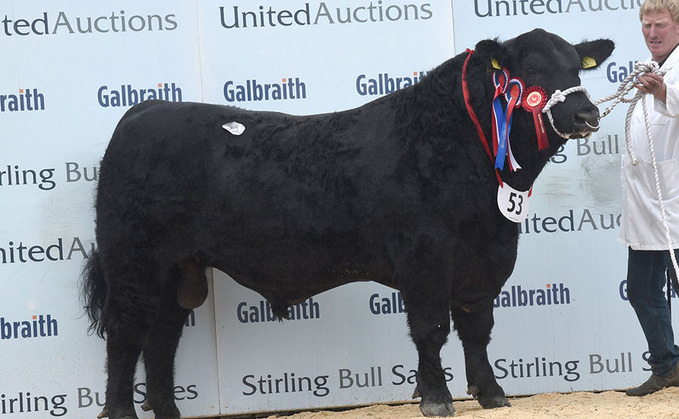 STIRLING BULL SALES: High of 24,000gns for Aberdeen-Angus bulls