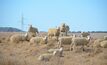 The recent MLA Sheep Projections report has forecast national lamb slaughter to remain at high levels, reaching 26.2m head in 2025. 