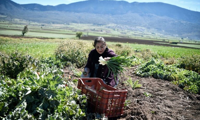 Return to the soil lifts refugees' spirits in Greece Return to the soil lifts refugees' spirits in Greece
