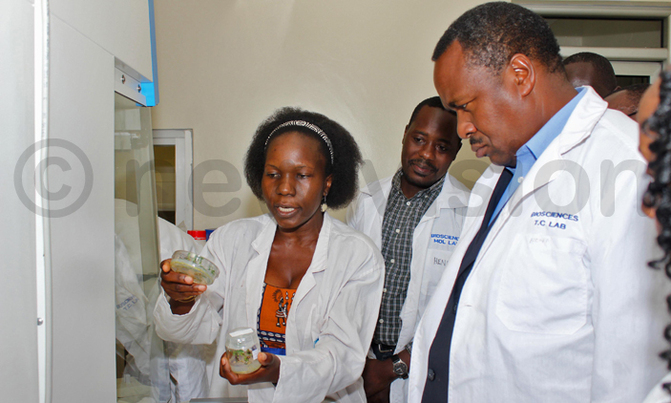 Cassava researchers want policy to commercialize products Cassava researchers want policy to commercialize products