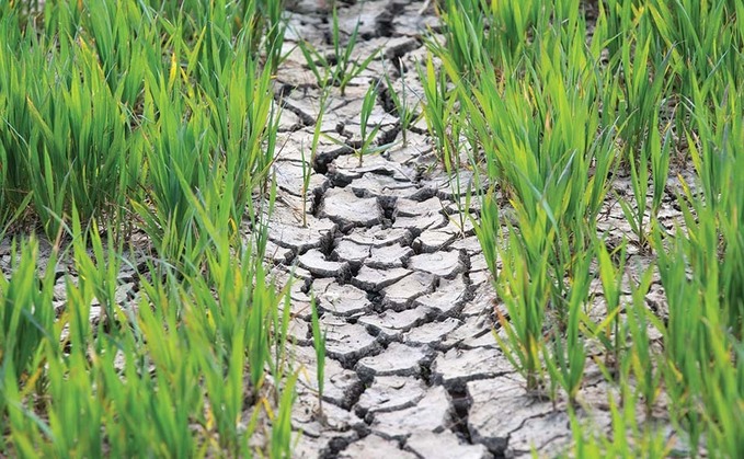 "Some farms are reporting significant drop in yields which is financially devastating for the farm business and could have impacts for the UK's overall harvest." "Some farms are reporting significant drop in yields which is financially devastating for the farm business and could have impacts for the UK's overall harvest."