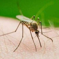 Sulitnya memberantas malaria di Tanah Papua, apa masalahnya?