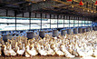 Bird flu false alarm